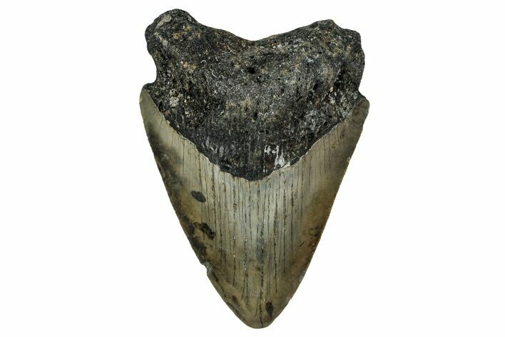 Bargain, Fossil Megalodon Tooth - North Carolina #351177